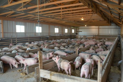 家禽家畜土豬養殖場圖片與海報下載指南——優質家畜飼養全攻略