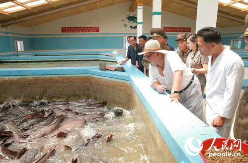 金正恩偕夫人視察鲇魚廠點贊品質，稱贊鲇魚、肉類令人稱贊