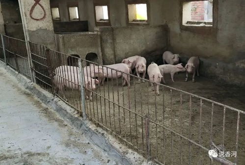 生升養殖廠 春意盎然中的肉香遠揚